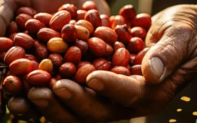¿Cómo Saber si Tu Café es de Origen? Claves para Reconocer la Autenticidad