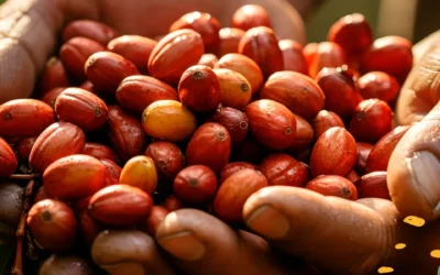 ¿Cómo Saber si Tu Café es de Origen? Claves para Reconocer la Autenticidad