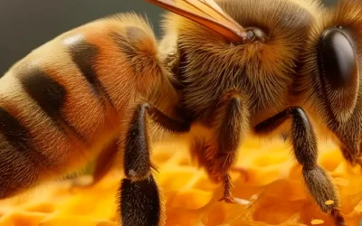 La Importancia de las Abejas: Guardianas de Nuestro Café y del Ecosistema