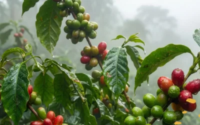 Descubre la variedad 2000: El tesoro de las alturas cafetera